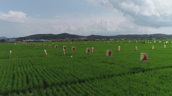 从&ldquo;农机匠人&rdquo;到&ldquo;种米犟人&rdquo;：科拓农业的&ldquo;米中奥斯卡&rdquo;传奇